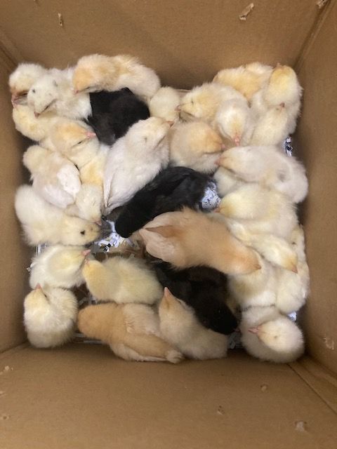 A box of day-old chicks