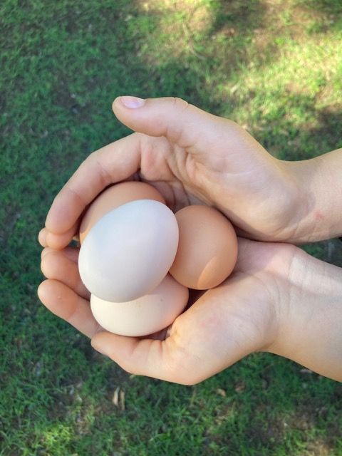 Fresh eggs in hand