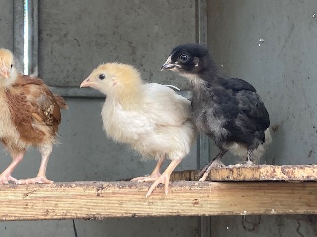 Chicks on a perch