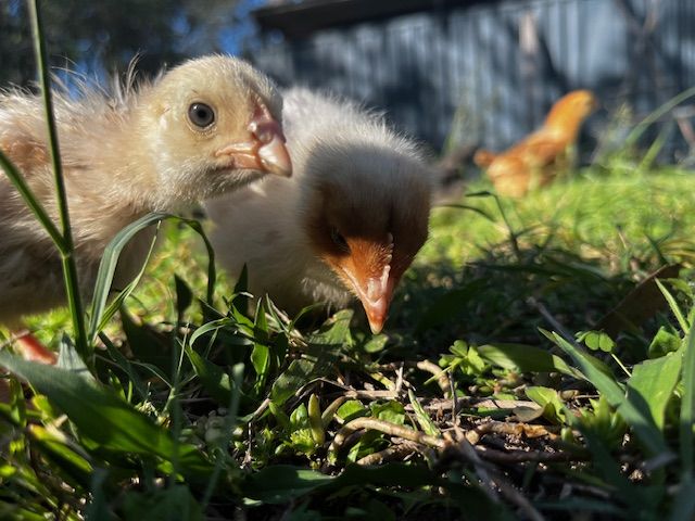 Chicks up close