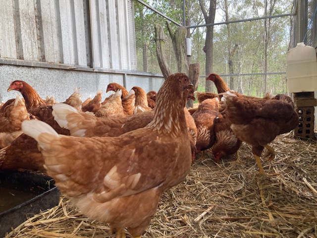 Isa Brown hens close up